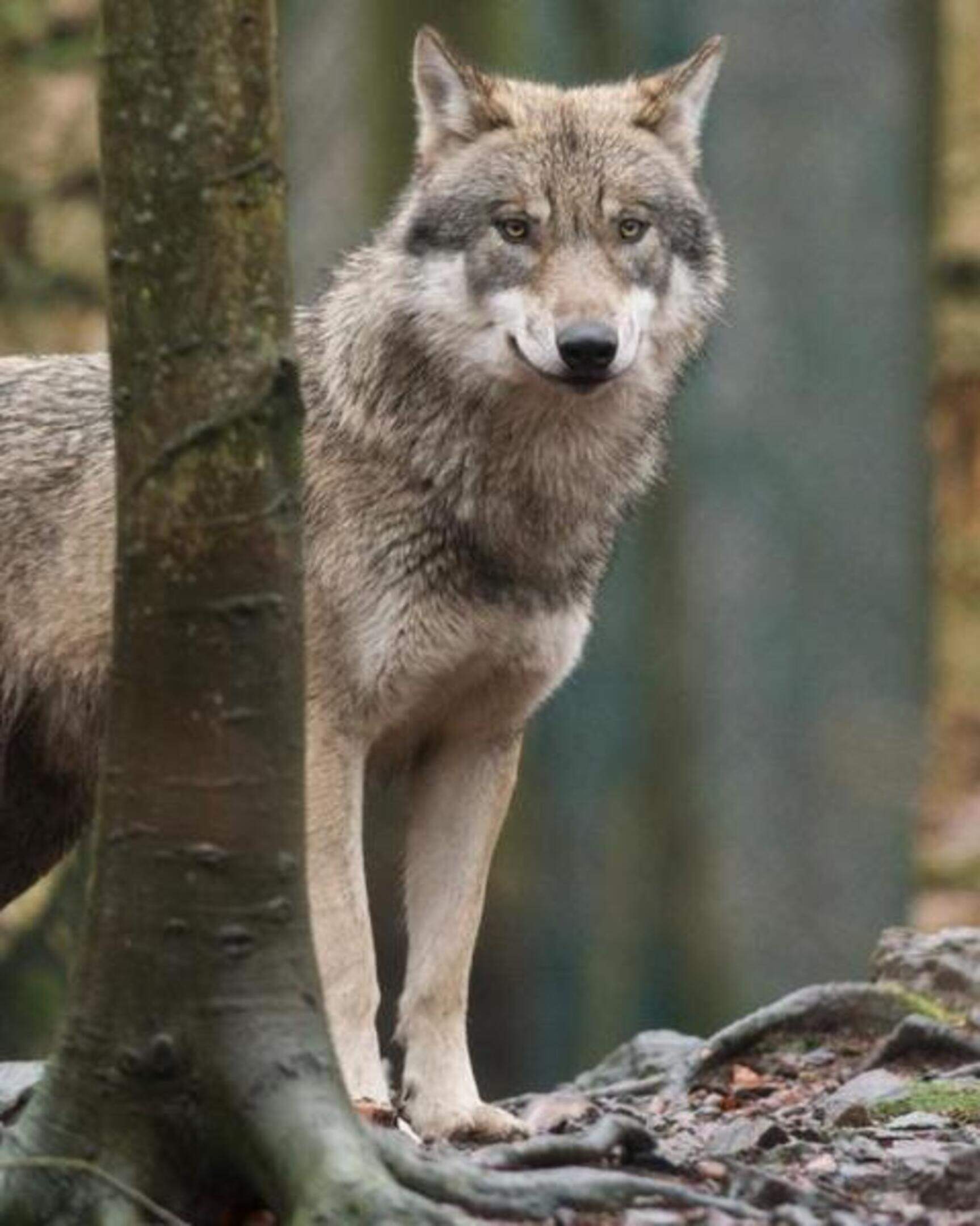 Wolf caption test0